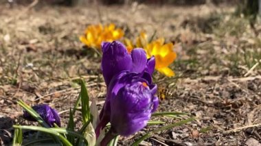 Arılar tarla çiçeklerinden nektar toplarlar, yavaş çekim 240 fp.