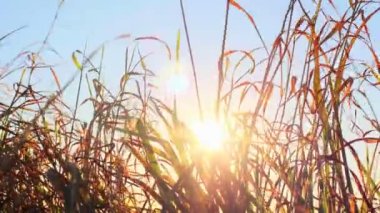 Sonbahar otları rüzgarda ve güneşte sallanıyor.