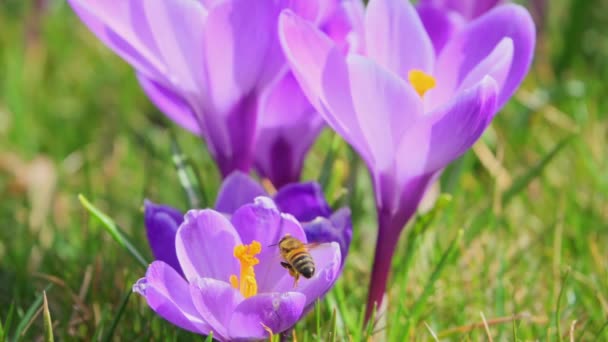 Bee Collects Nectar Spring Crocuses Flies Away Slow Motion 250Fps — Stock Video