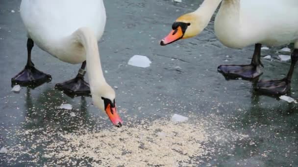 氷の上で白鳥の給餌 スローモーション250 Fps — ストック動画