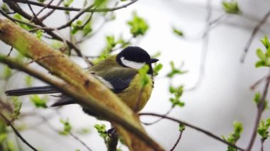 The tit sits on a branch and sings its songs