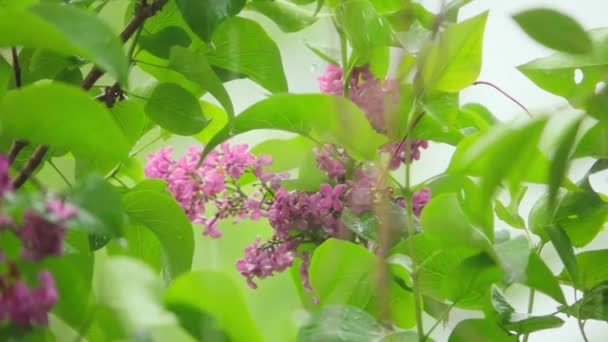 Çiçek Açan Leylak Ağacına Yağmur Yağıyor Yavaş Çekim 250 — Stok video