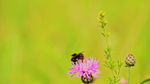 Bumblebee Raccoglie Nettare Fiore Poi Decolla Rallentatore 500P 20X — Video Stock
