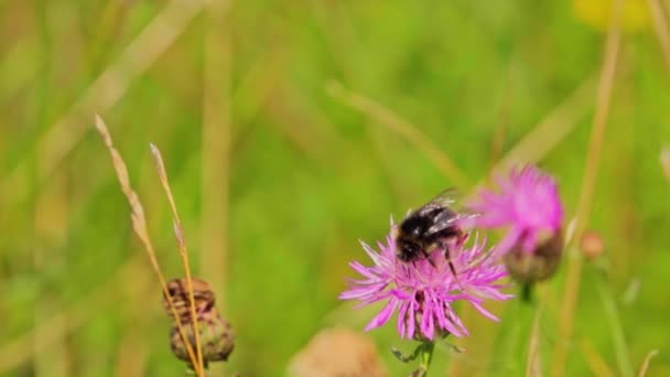 Bumblebee Coleta Néctar Uma Flor Seguida Decola Câmera Lenta 500P — Vídeo de Stock