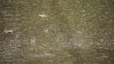 Kesici çimenleri yavaş çekimde biçer.