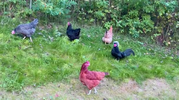 Kuřata Pasou Zelené Trávě — Stock video