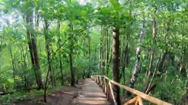 从森林的楼梯上下来 时间飞逝 — 图库视频影像