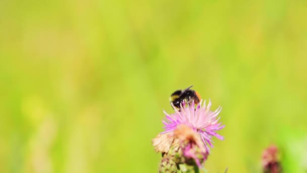 毛茸茸的大黄蜂从花朵中采集花蜜 然后飞走 慢动作500P — 图库视频影像