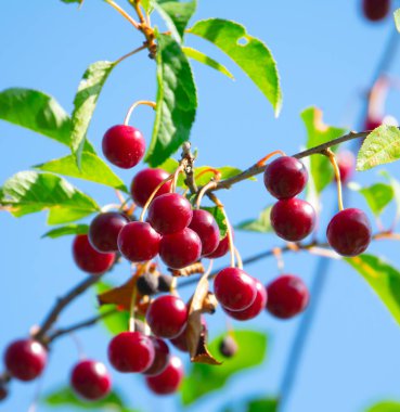 Olgun kirazlar ağaçta