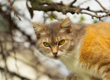 Kedi yükseklerde oturur.