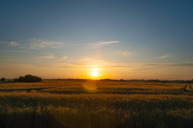 Baharda bir buğday tarlasında gün batımı