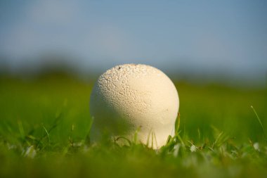 Çimlerde bir tüy yumağı mantarı yetişti.