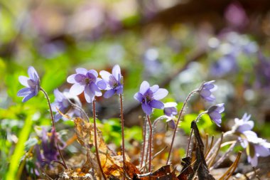 Early spring blue flowers liverwort clipart