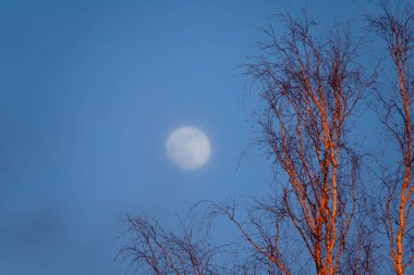 Gün batımında huş ağacı ve siste büyük bir ay.