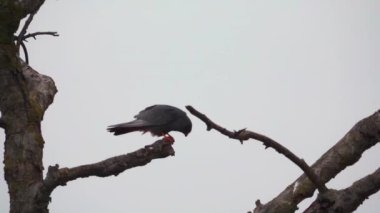 Yırtıcı kuşlar yavaş çekimde savaşır.