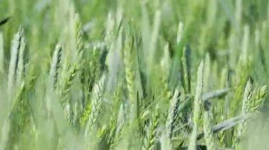 Tarlada sallanan buğday ve çavdar yeşil kulakları