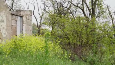 Terk edilmiş, baharda yıkılmış bir ev.