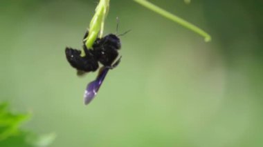Kara arı çiçekten uçar, ağır çekimde.