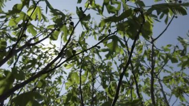 İncir ağacından gökyüzüne, yavaş çekim