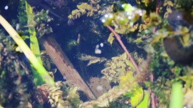 Kurbağa yavruları gölette yüzer, ağır çekimde.