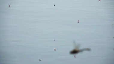 Midges bir gölün yüzeyinde gülüyor, yavaş çekim.