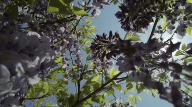 Çiçekli bir ağacın arasından gökyüzüne doğru, yavaş çekim.