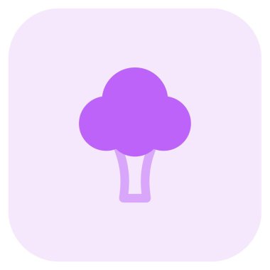 Green broccoli, a popular cuisine ingredient.