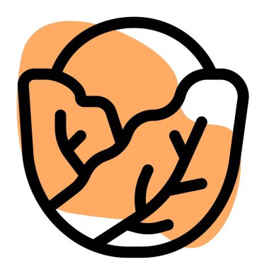 Raw cabbage mainly used in salad