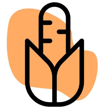 Steamed corn used as snack