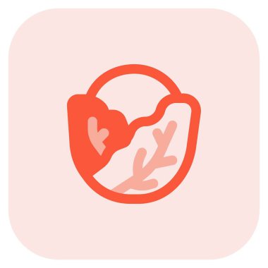 Raw cabbage mainly used in salad