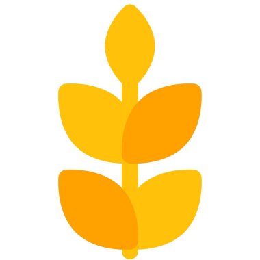 Wheat, seasonal grains cultivated in winters.