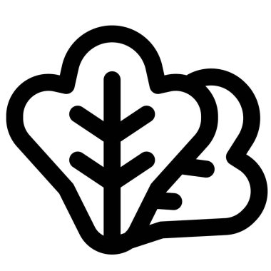 Fresh lettuce used as salad ingredient