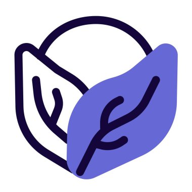 Cabbage is used to garnish cuisine.