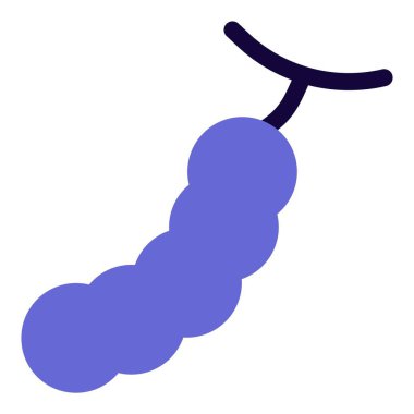 Tamarind, a tropical pod like fruit.