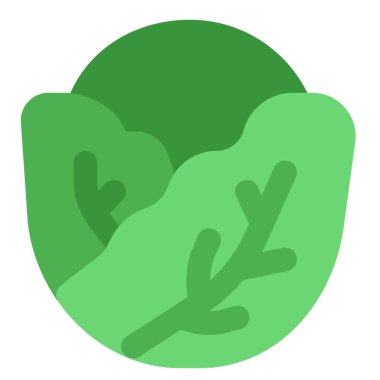 Leafy green cabbage kept for salad.