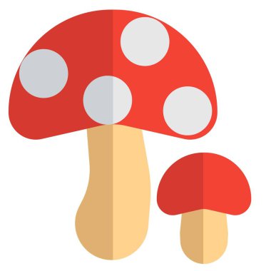 Mushrooms, an edible fungi meal.