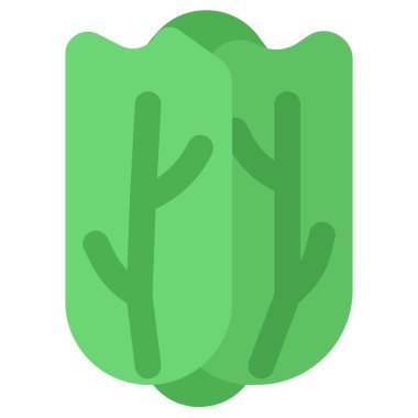 Raw and fresh napa cabbage.