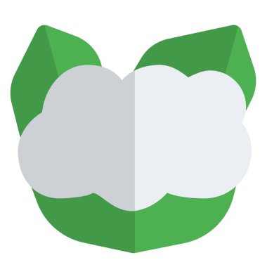 Cauliflower, raw veggie surrounded by leaves.