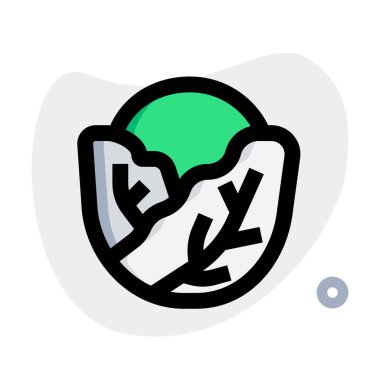 Leafy green cabbage kept for salad.