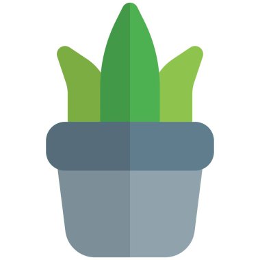 Dekorasyon için odanın köşesine yerleştirilmiş bir tesis.