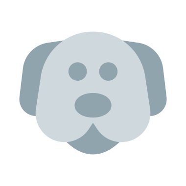 Labrador, evcil hayvanlar için popüler bir tür..