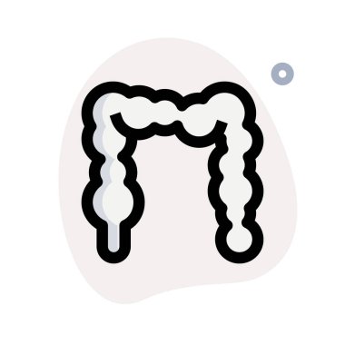 The intestines are a long, continuous tube running from the stomach to the anus