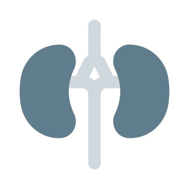 Böbreklerin temel işlevi atık ürünleri ve vücuttaki fazla sıvıyı çıkarmaktır.