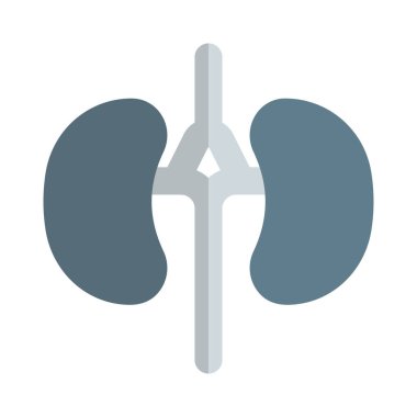 Böbreklerin temel işlevi atık ürünleri ve vücuttaki fazla sıvıyı çıkarmaktır.