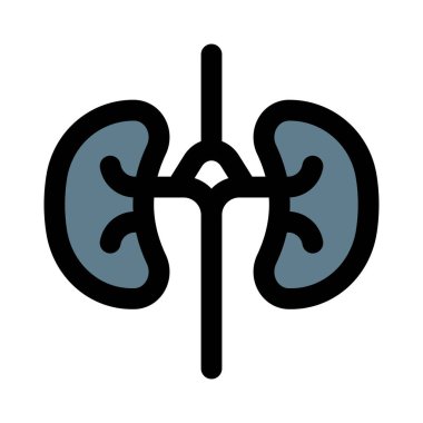 Böbreklerin temel işlevi atık ürünleri ve vücuttaki fazla sıvıyı çıkarmaktır.