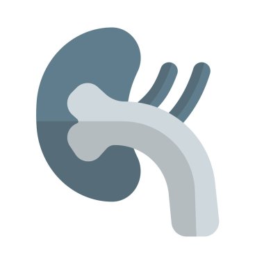 Böbrekler, omurganızın her iki tarafındaki fasulye şekilli organlardır.