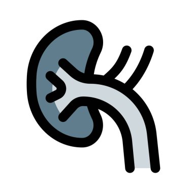 Böbrekler, omurganızın her iki tarafındaki fasulye şekilli organlardır.