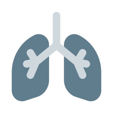 Akciğerler, göğsün her iki tarafında bulunan süngerimsi, hava dolu bir çift organdır (toraks)