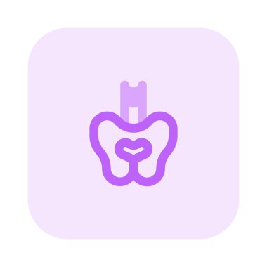 Pelvis, insan anatomisinde, gövdeyi ve bacakları birbirine bağlayan leğen şeklindeki kemik kompleksi.