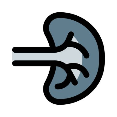 Dalak vücutta birden fazla destek rolü oynar